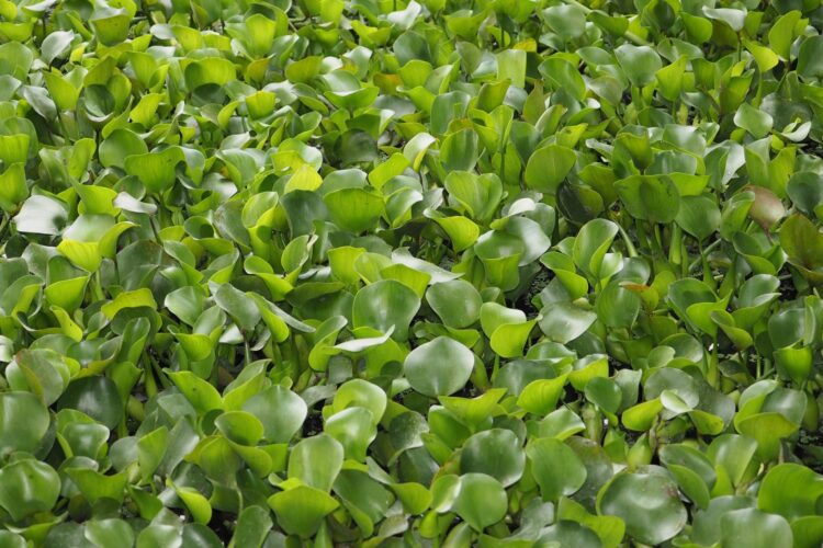 Handicraft Product Development from Water Hyacinth